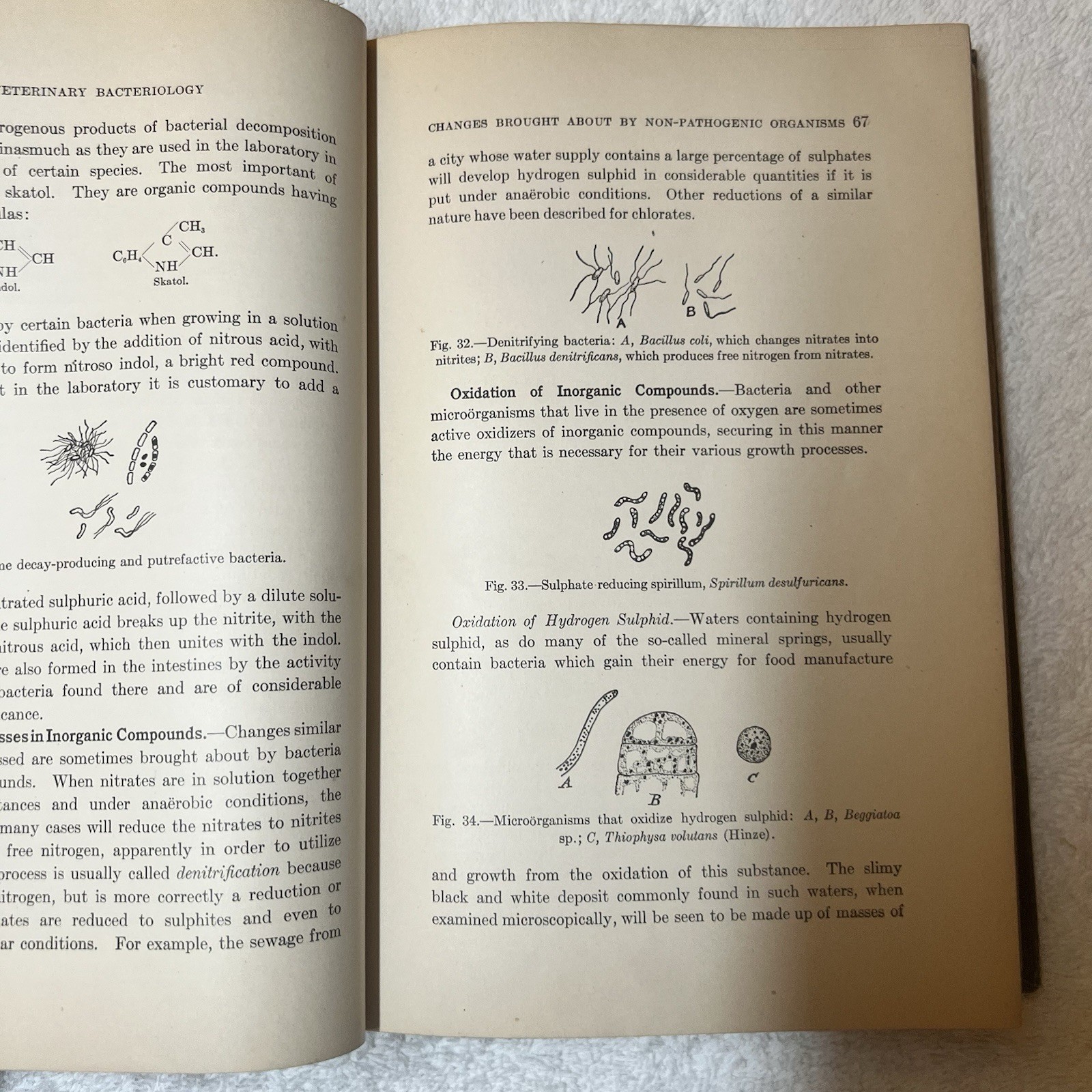 Veterinary Bacteriology 1911