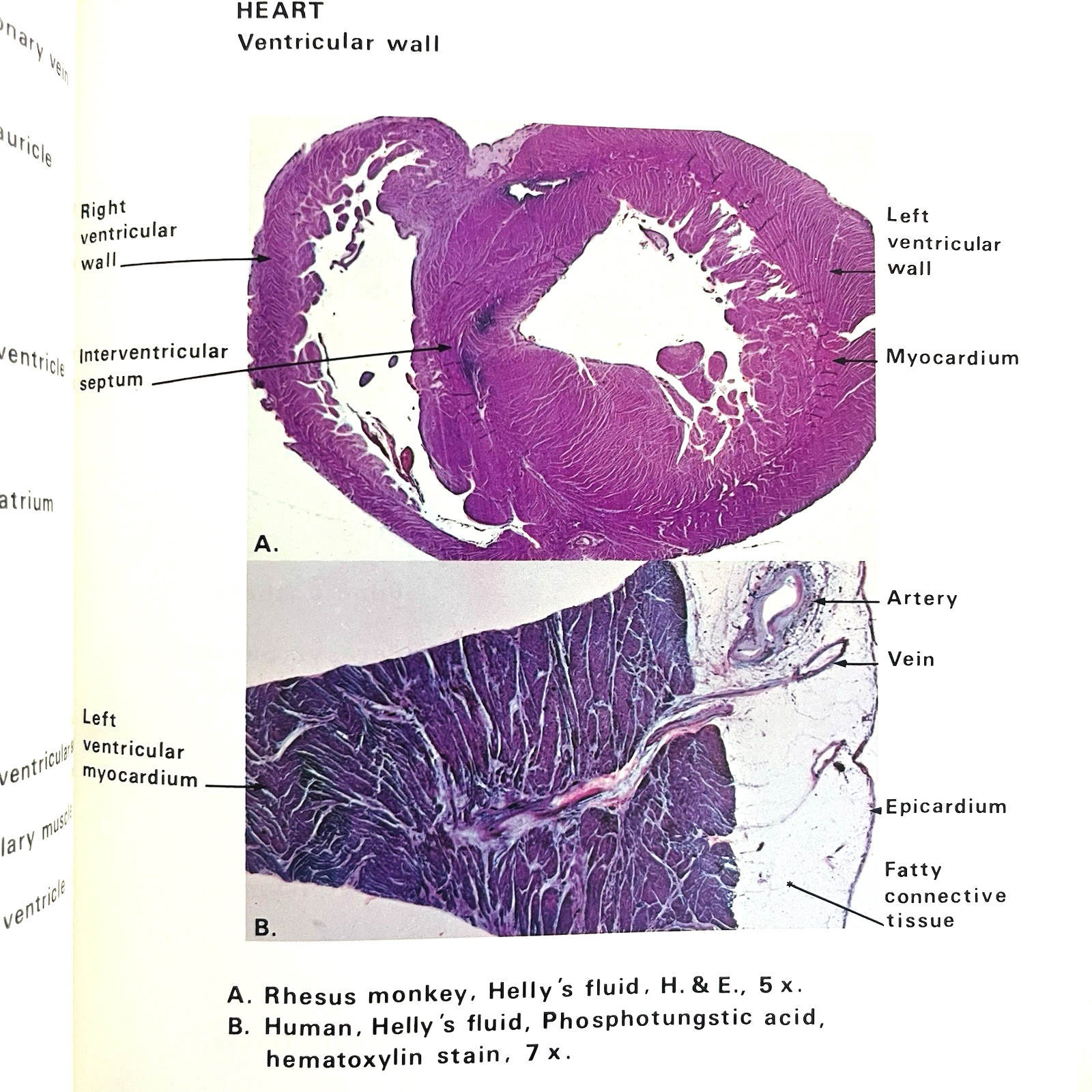 Vintage Atlas of Microscopic Anatomy Histology Book Hardcover 1974