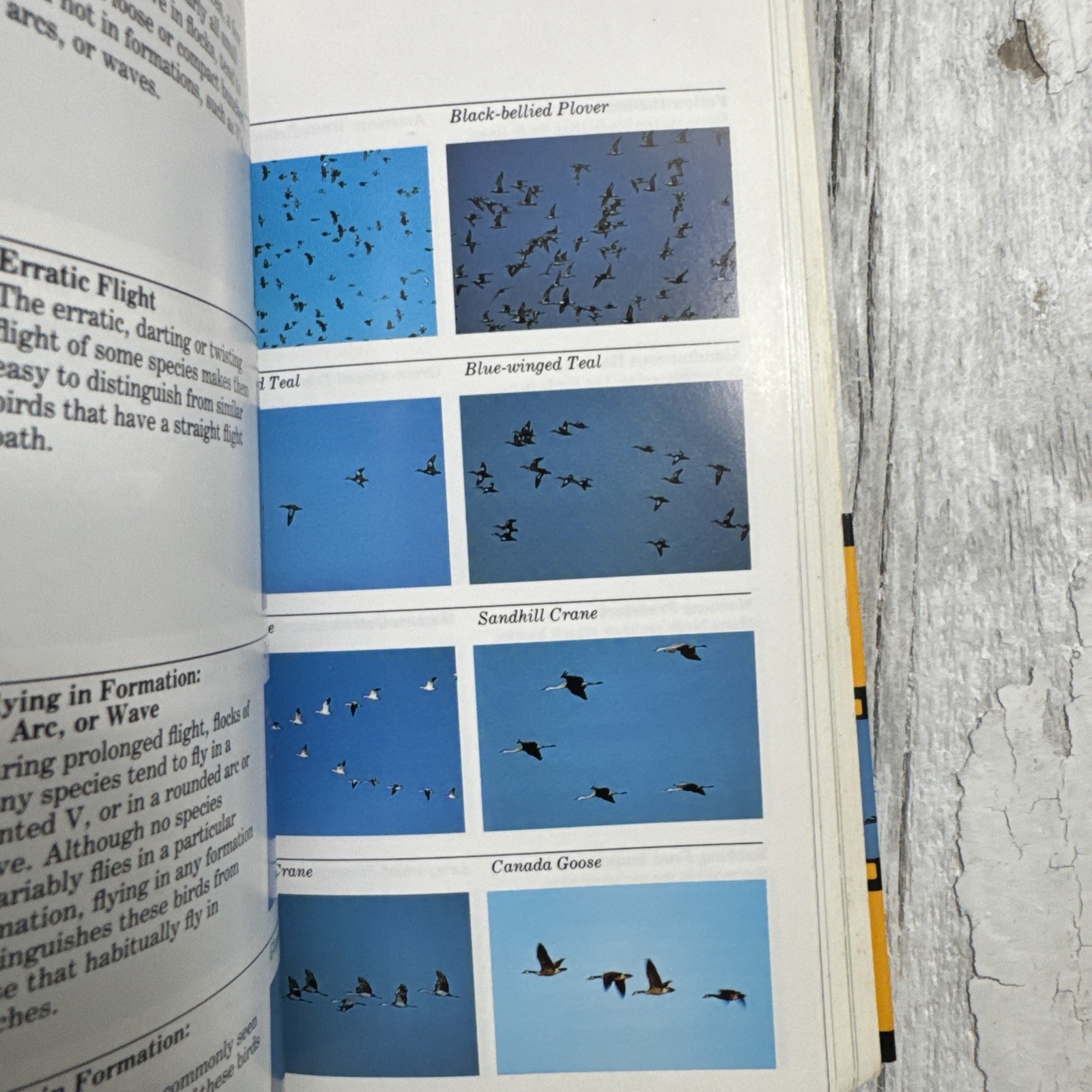 Audubon Handbook : How to Identify Birds Hardcover John Farrand