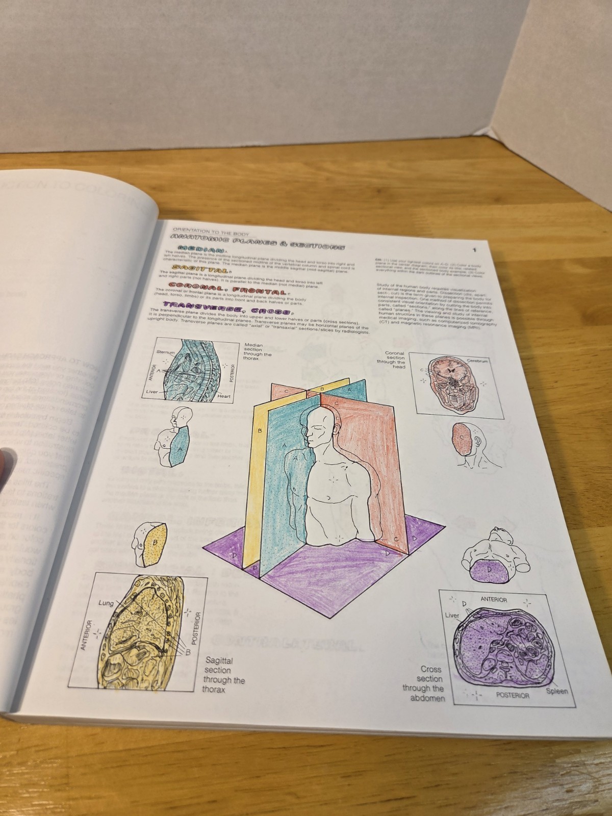 Lot of 2 coloring books – ANATOMY & PHYSIOLOGY – Wynn Kapit