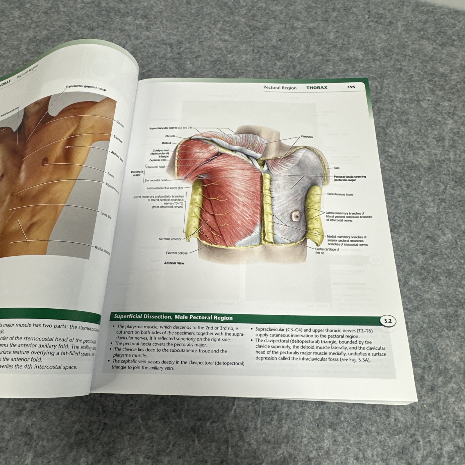 Lippincott Connect Ser.: Grant’s Atlas of Anatomy by Anne M. R. Agur and Arthur
