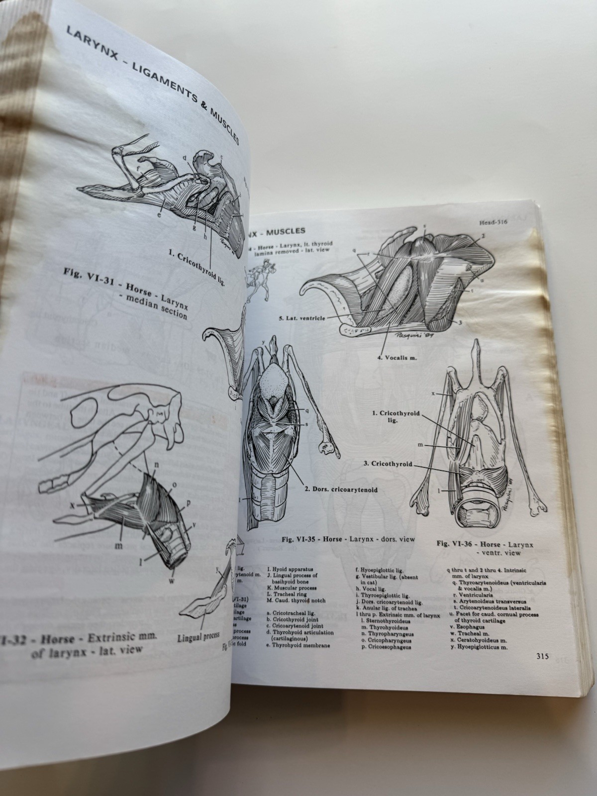 Anatomy of Domestic Animals 7th Edition Pasquini Spurgeon Veterinary Textbook