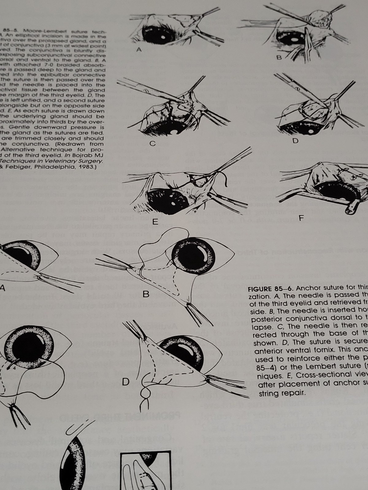 Textbook of Small Animal Surgery Volumes 1 & 2 Douglas Slatter Second Edition