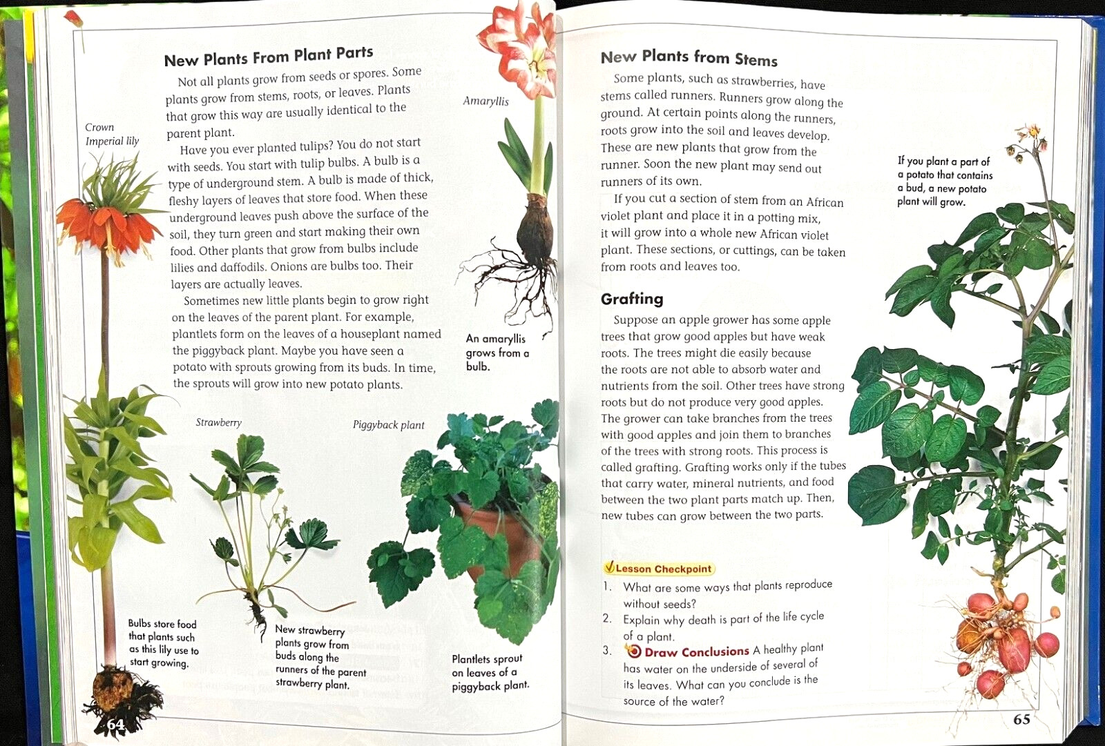 4th Grade – Scott Foresman SCIENCE (STUDENT TEXTBOOK) (2006, Scott Foresman)
