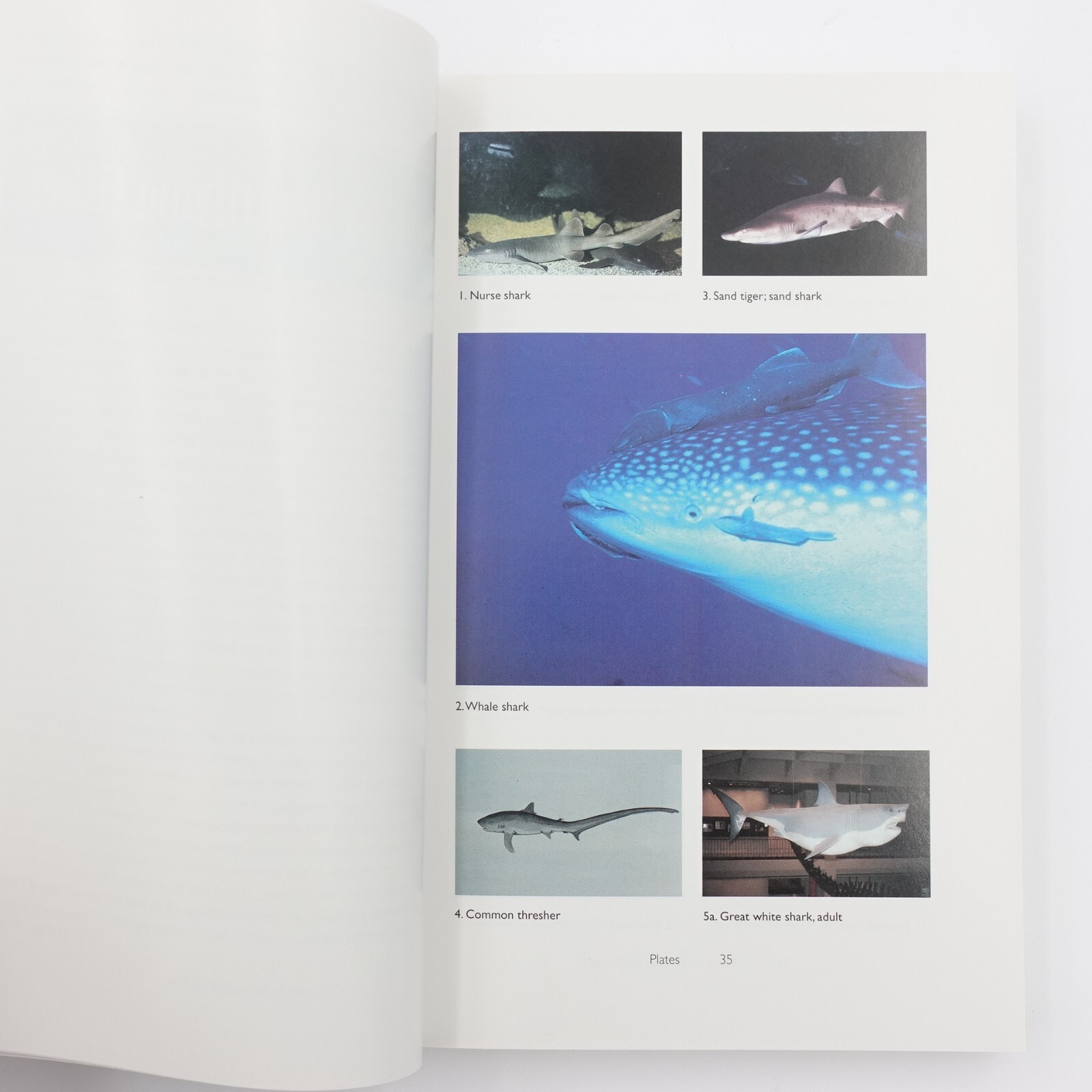 Fishes of the Gulf of Mexico Second Edition Hoese Moore 1998 PB 422 pages LN