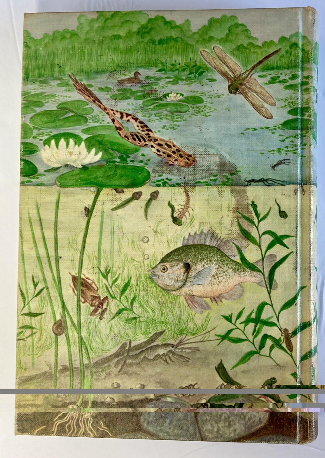 Vtg 1956 Modern Biology Textbook Green Hardcover Henry Holt Science Book EUC