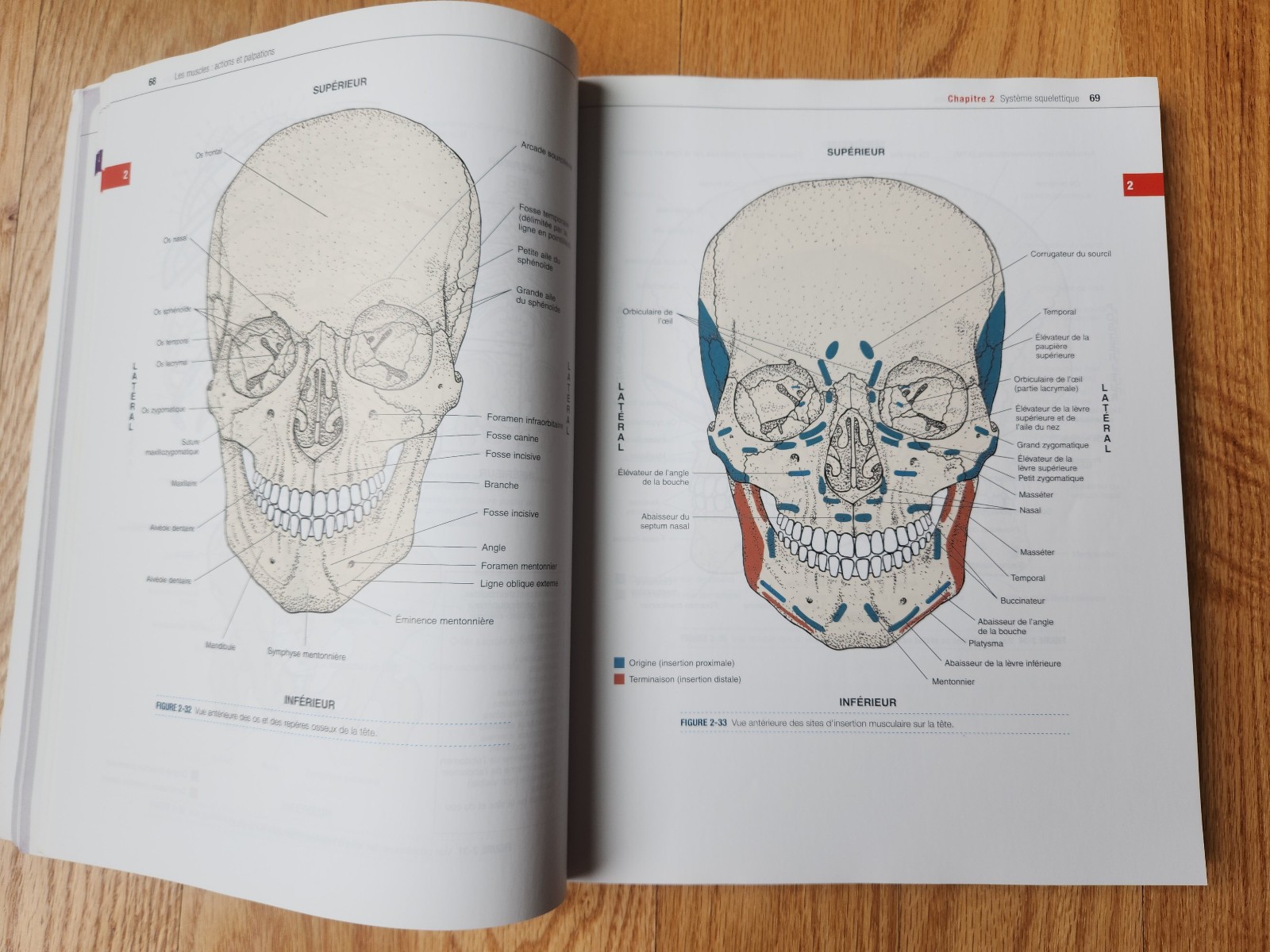 Know the Body: Muscle, Bone and Palpation Essentials – Joseph Muscolino FRENCH