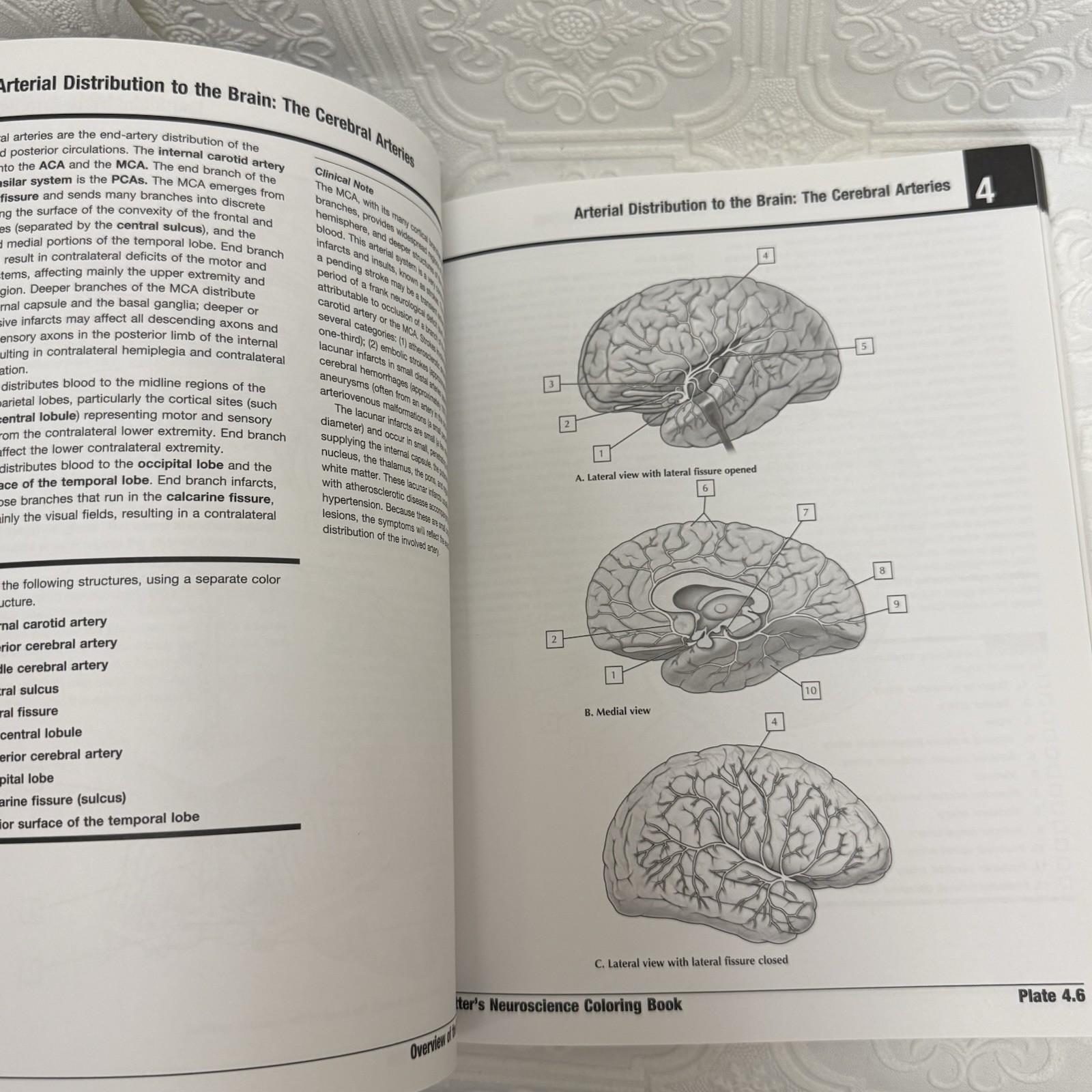 Netter Basic Science Ser.: Netter’s Neuroscience Coloring Book by Mary Summo…