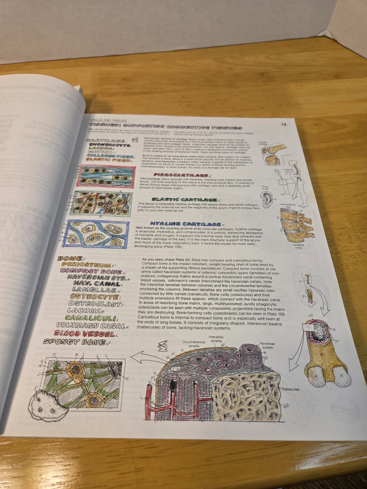 Lot of 2 coloring books – ANATOMY & PHYSIOLOGY – Wynn Kapit