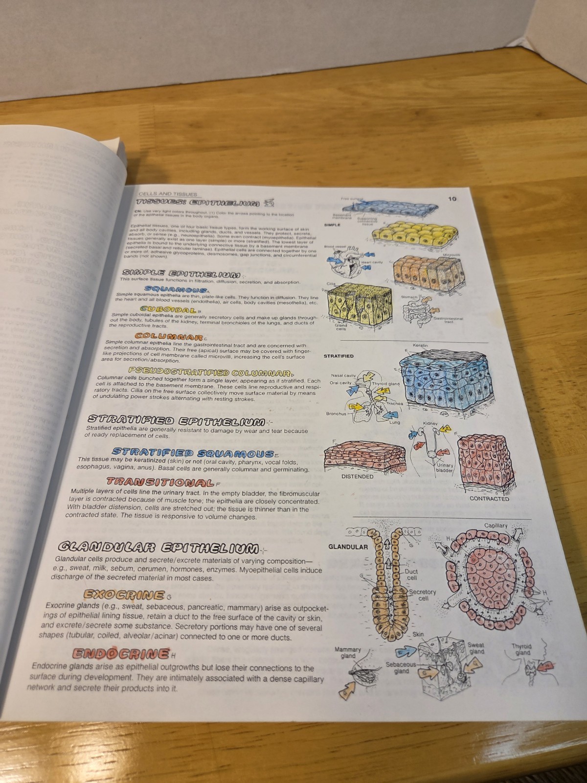 Lot of 2 coloring books – ANATOMY & PHYSIOLOGY – Wynn Kapit