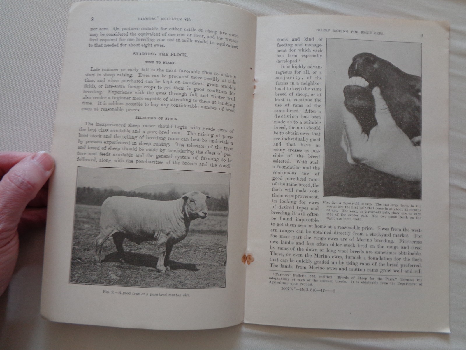Farm Sheep Raising for Beginners by Marshall Millin 1917 Farmers Bulletin 840 US