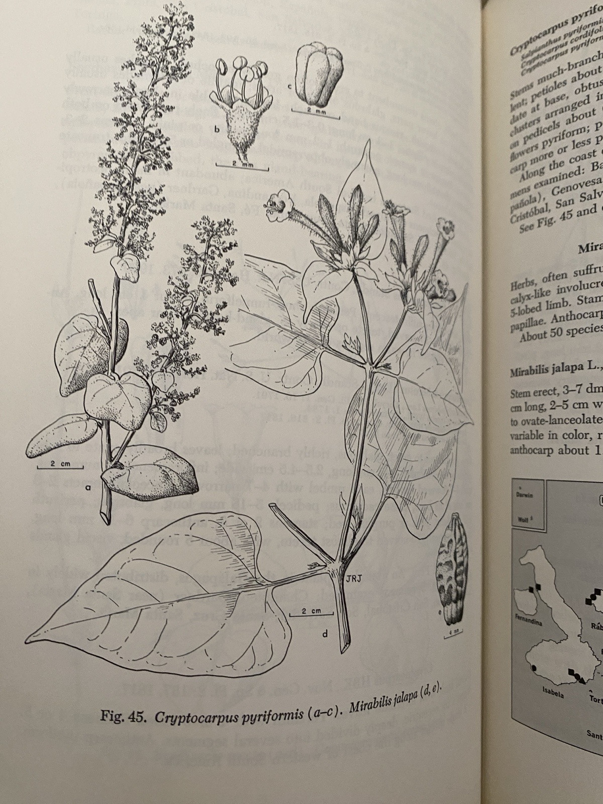 Flora of the Galapagos Islands [ Wiggins, Ira L. ] Used – Good – HC DJ