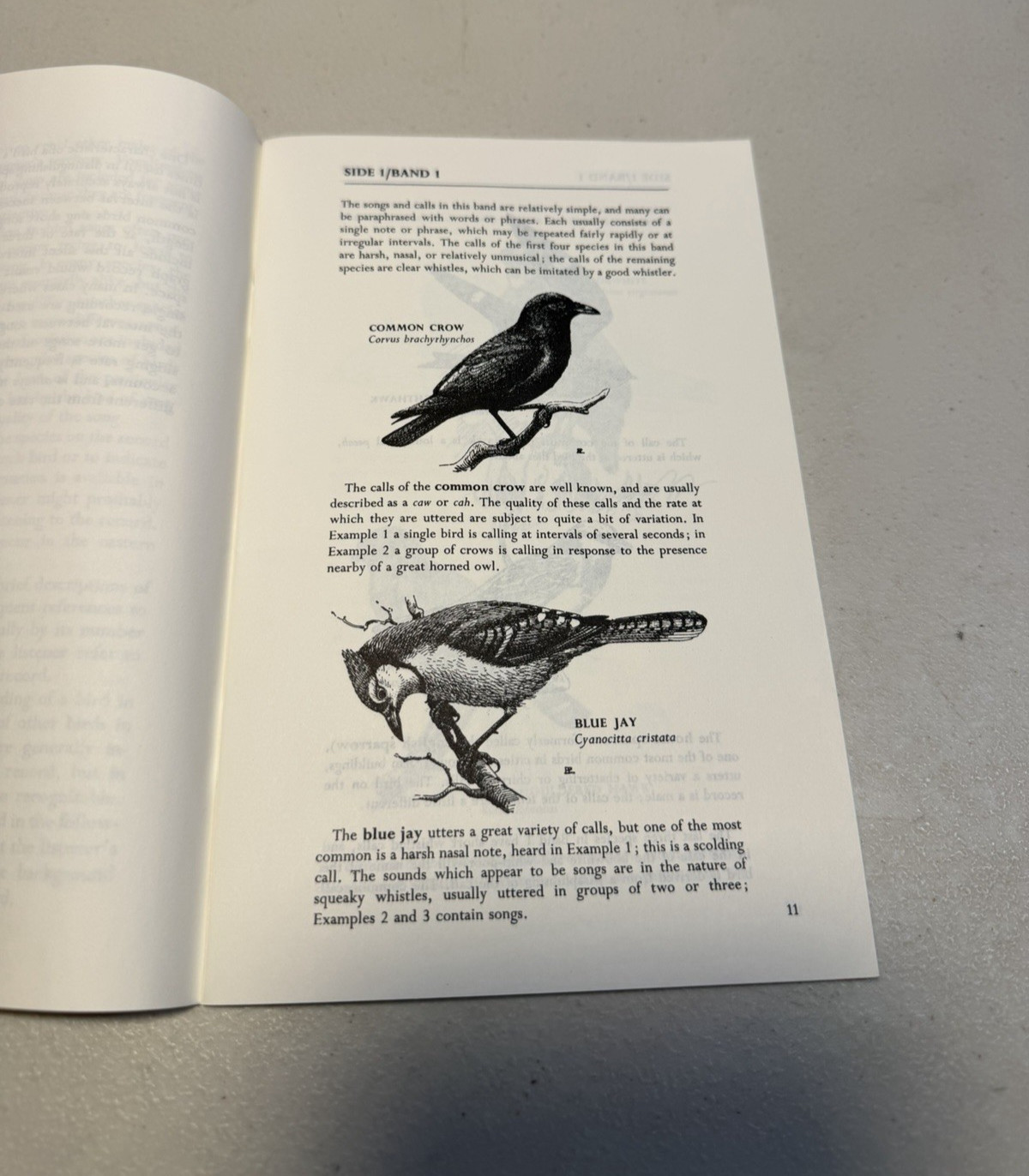 Birds Birds Birds (5): Boreal Birds of North America/Birds in Bloom/Canaries…