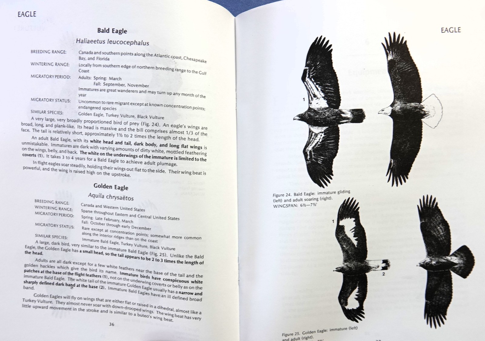 HAWK WATCH, GUIDE FOR BEGINNERS BY PETE DUNNE, KELLER, ETC. 1984 ILLUS: SIBLEY
