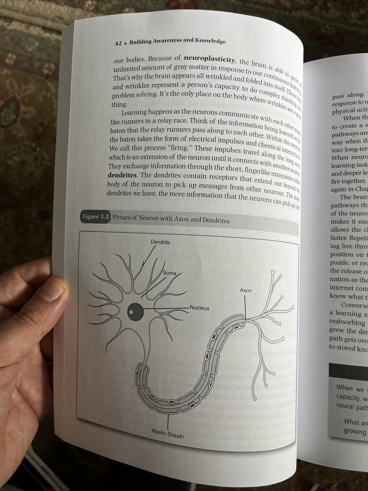 Culturally Responsive Teaching and the Brain : Promoting Authentic Engagement…