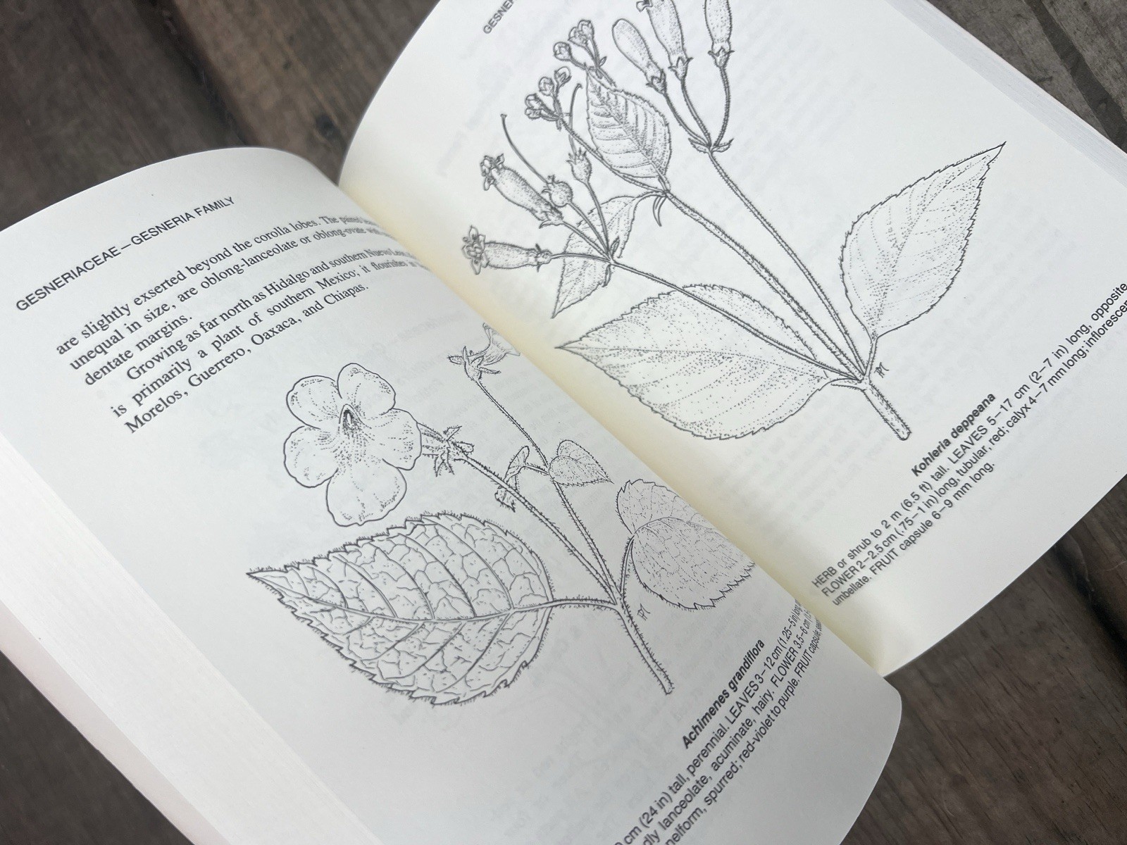 A Handbook of Mexican Roadside Flora 1987 Mason & Mason PB Identification Guide