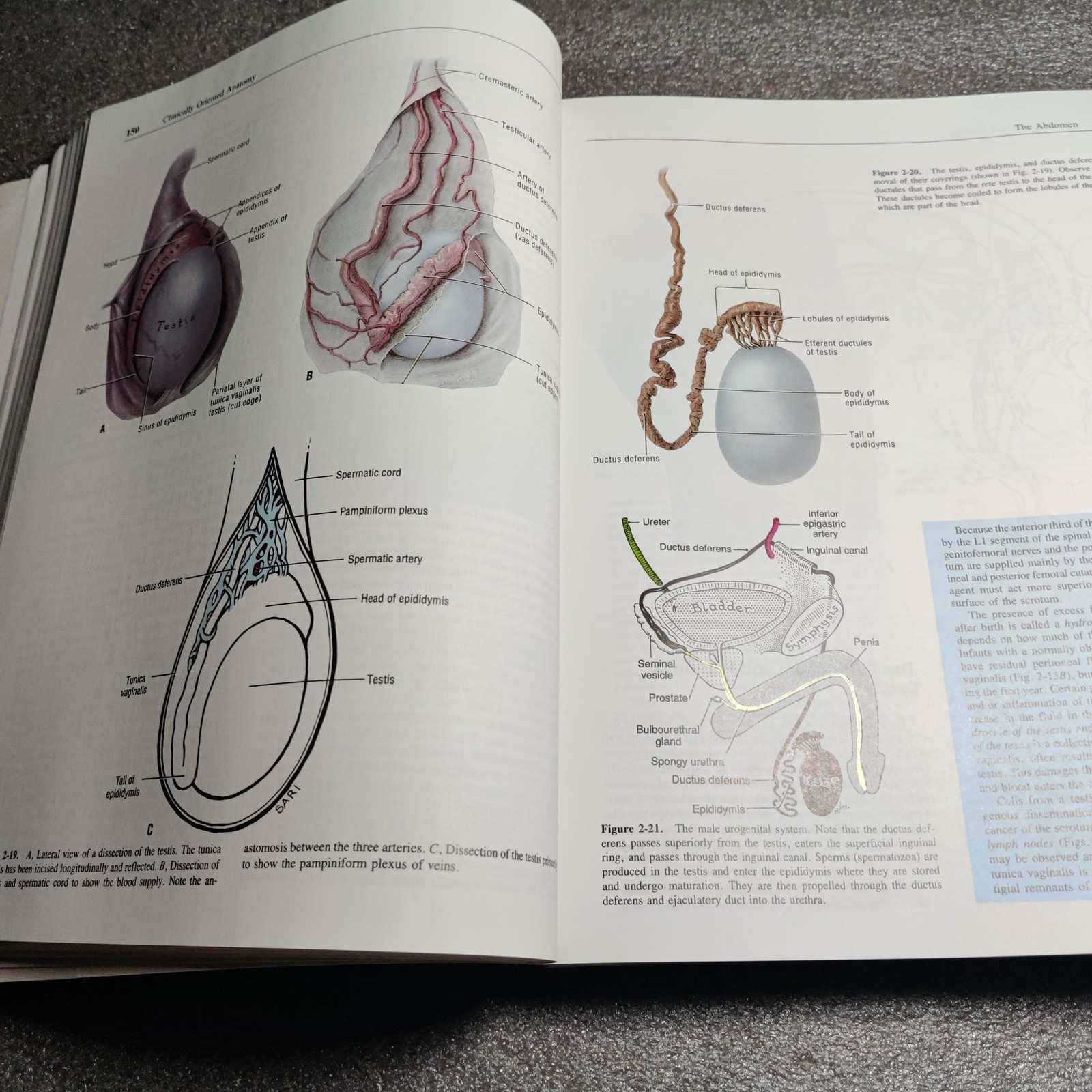Vintage Clinically Oriented Anatomy Textbook Moore 3rd Ed 1992 Hardcover