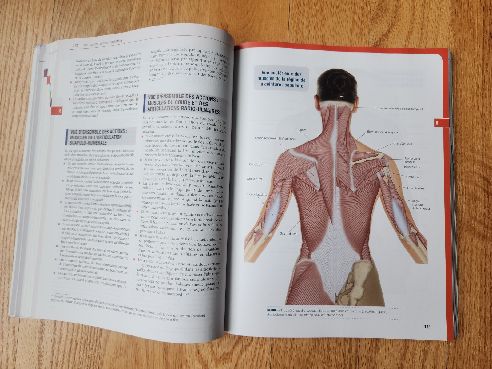 Know the Body: Muscle, Bone and Palpation Essentials – Joseph Muscolino FRENCH