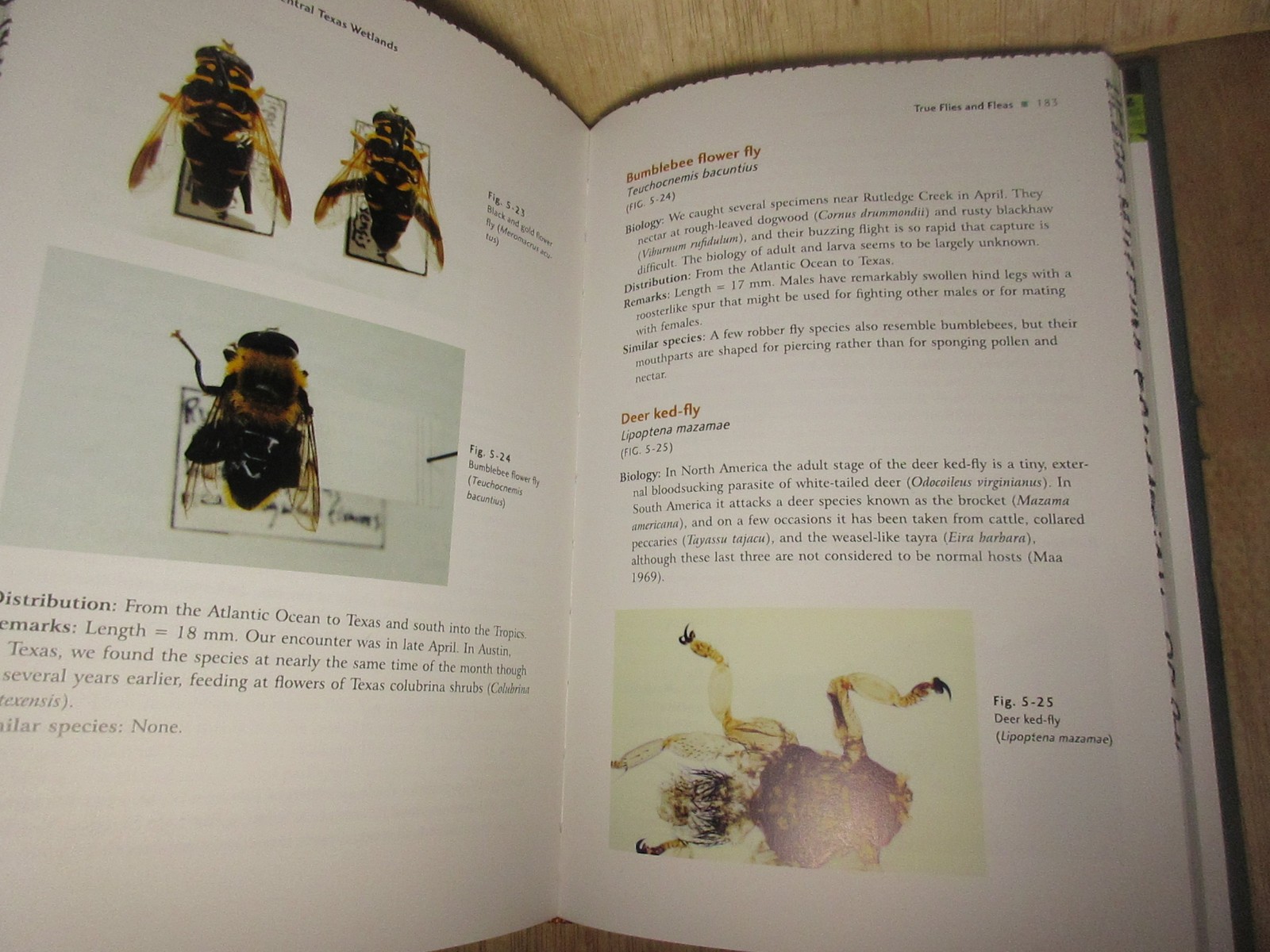 INVERTEBRATES OF CENTRAL TEXAS WETLANDS By Stephen Welton Taber & Scott B. Good
