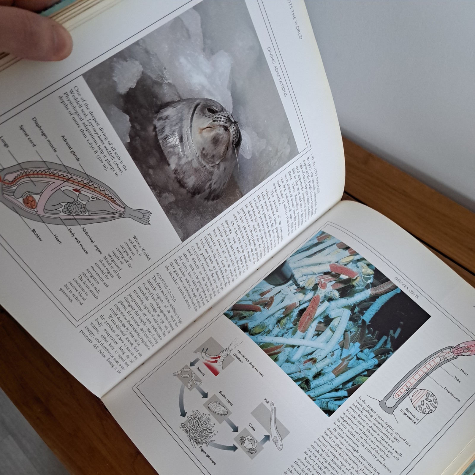The Natural History of Evolution By Philip Whitfield