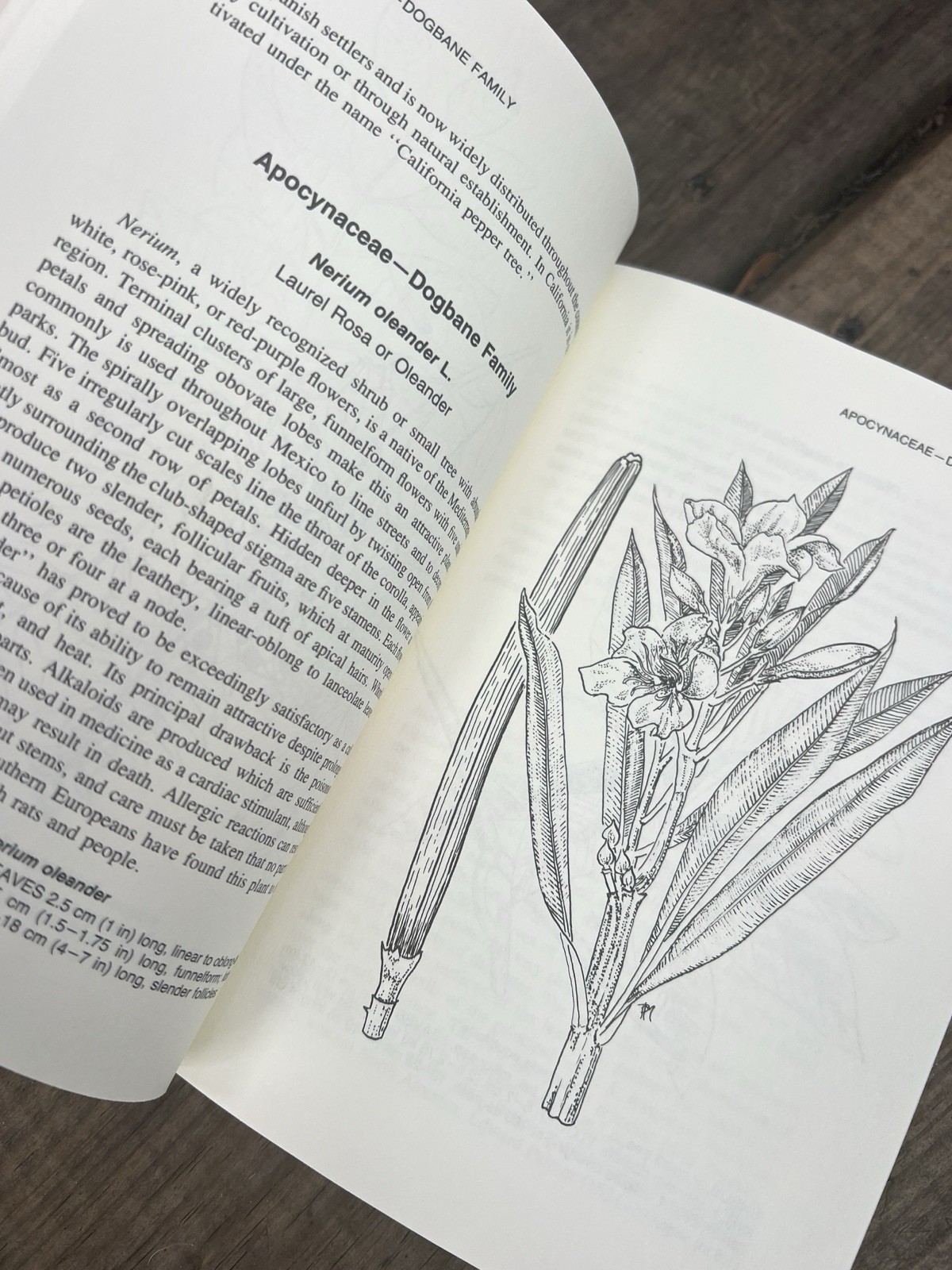 A Handbook of Mexican Roadside Flora 1987 Mason & Mason PB Identification Guide