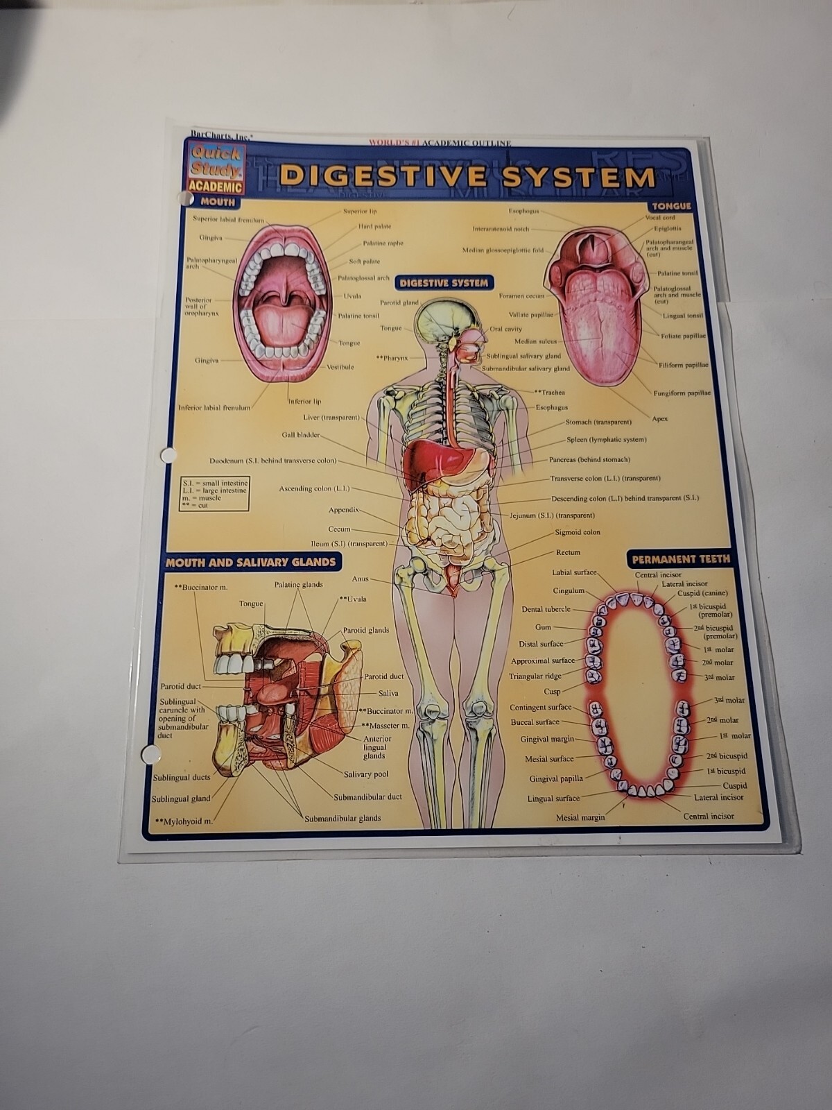 Digestive System by Vincent Perez (2001, Book, Other)