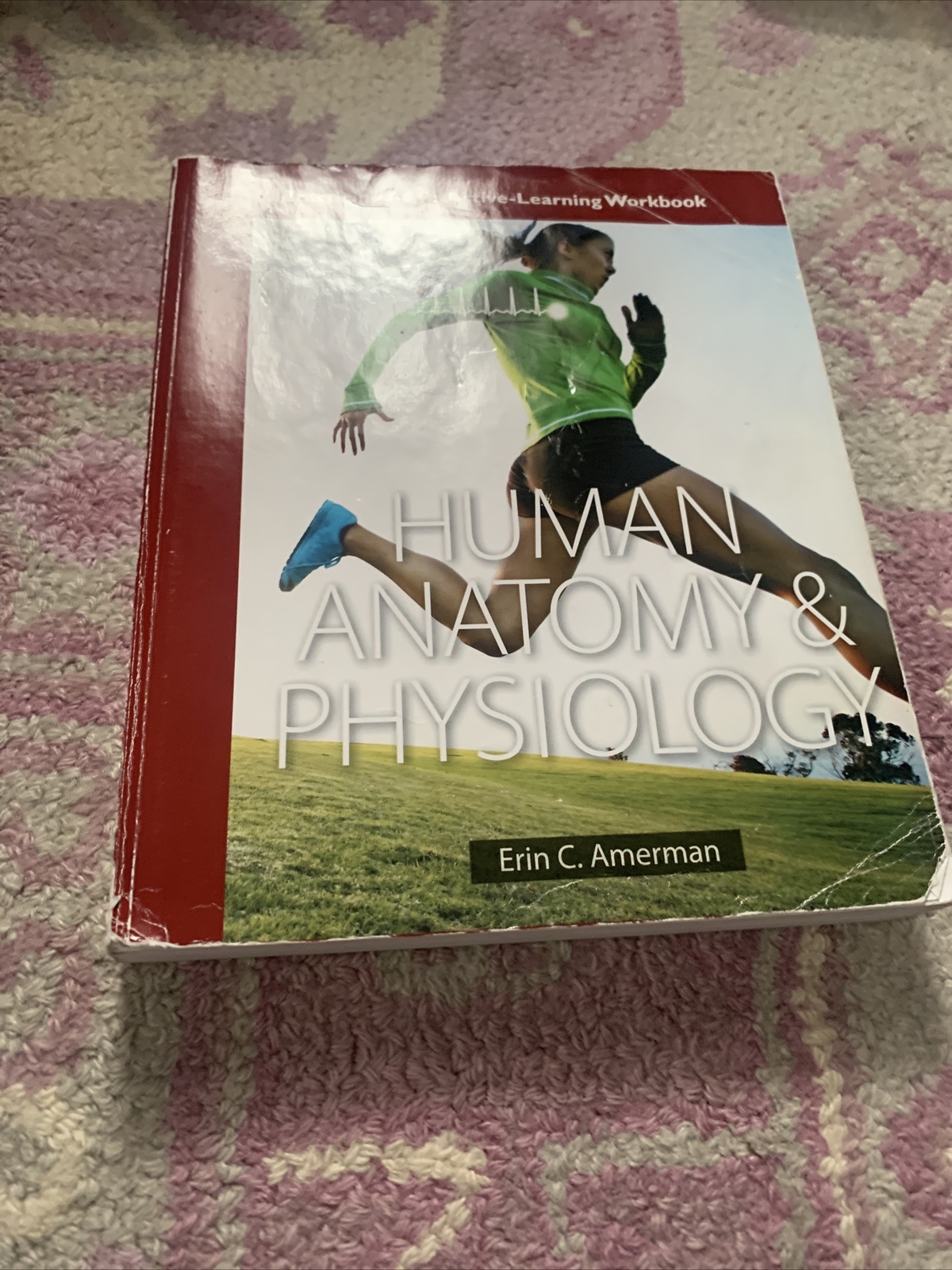 Human Anatomy and Physiology by Erin C. Amerman (2015, Trade Paperback)
