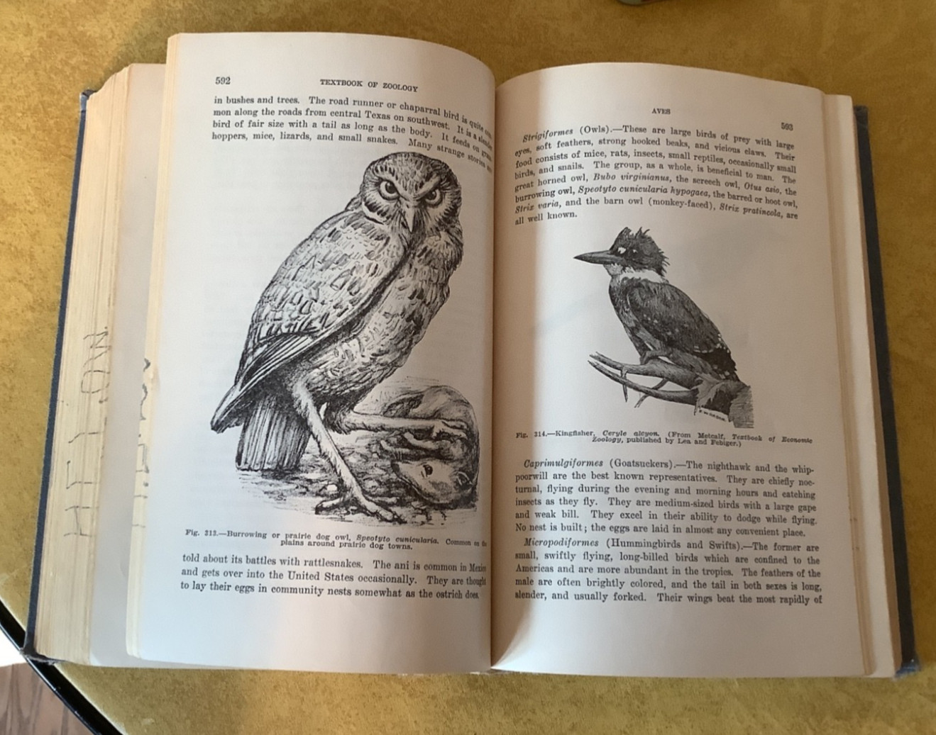 Vintage Textbook of Zoology by Potter, 2nd edition 1947, 948 pages, hardcover