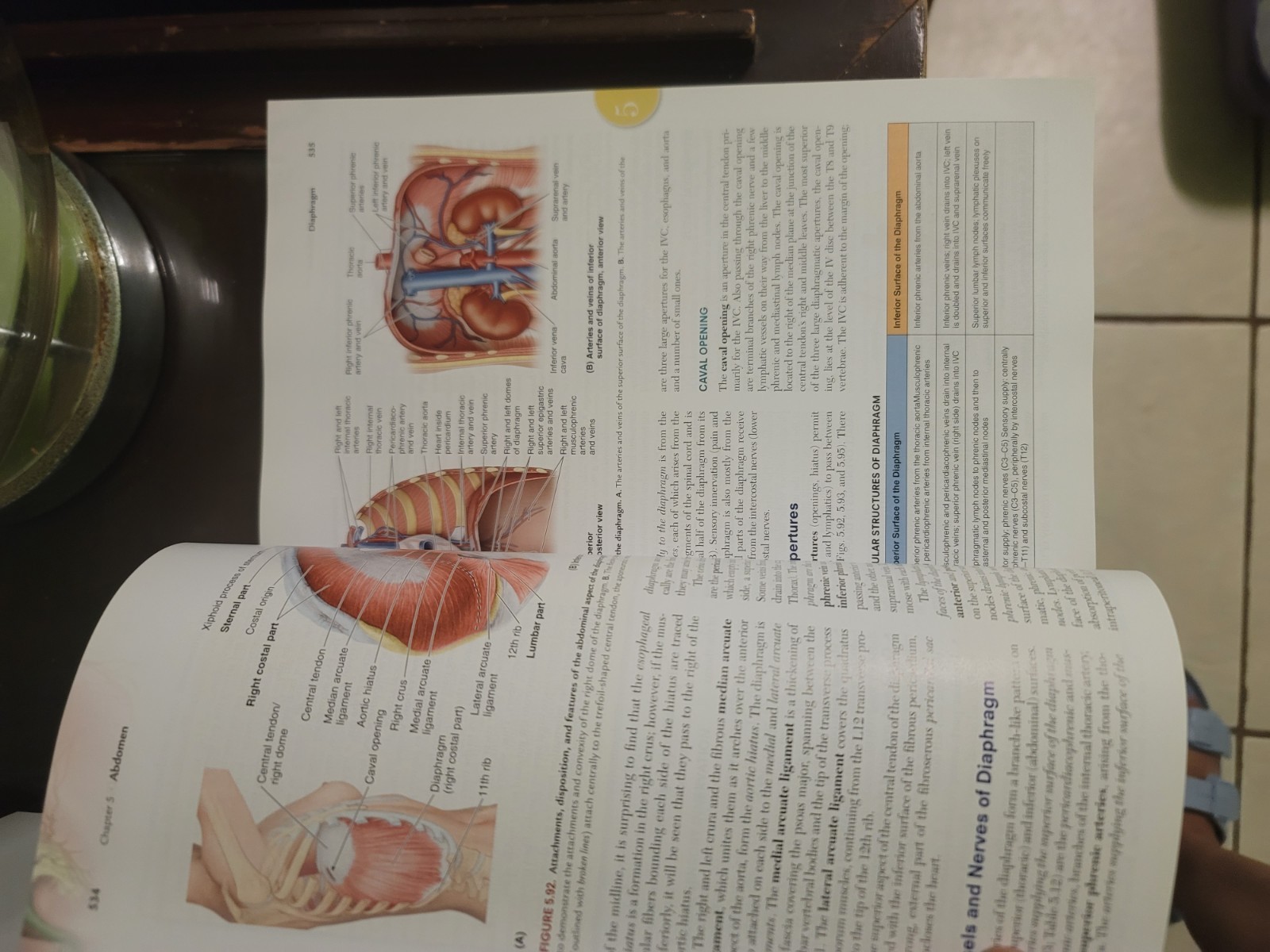Clinically Oriented Anatomy 8th Edition (Unused Code) Moore Dalley Agur