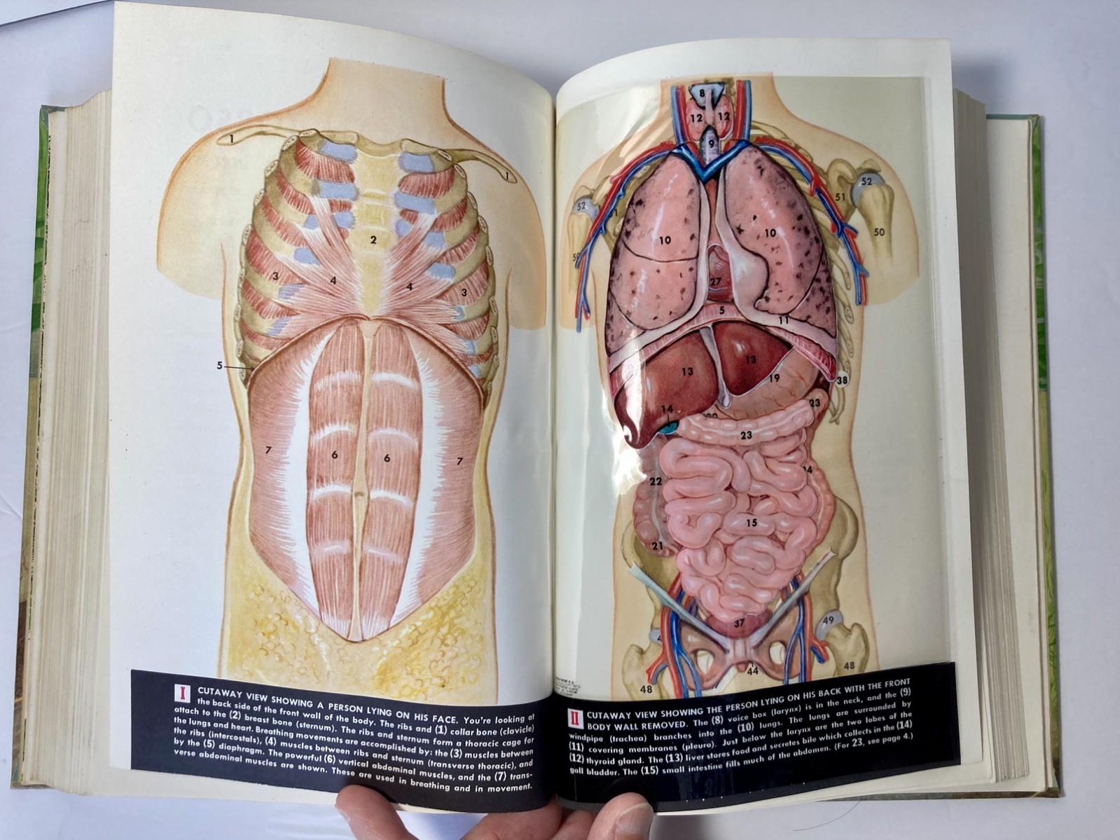 Vtg 1956 Modern Biology Textbook Green Hardcover Henry Holt Science Book EUC