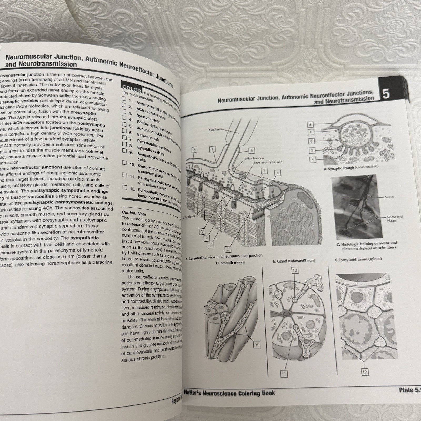 Netter Basic Science Ser.: Netter’s Neuroscience Coloring Book by Mary Summo…