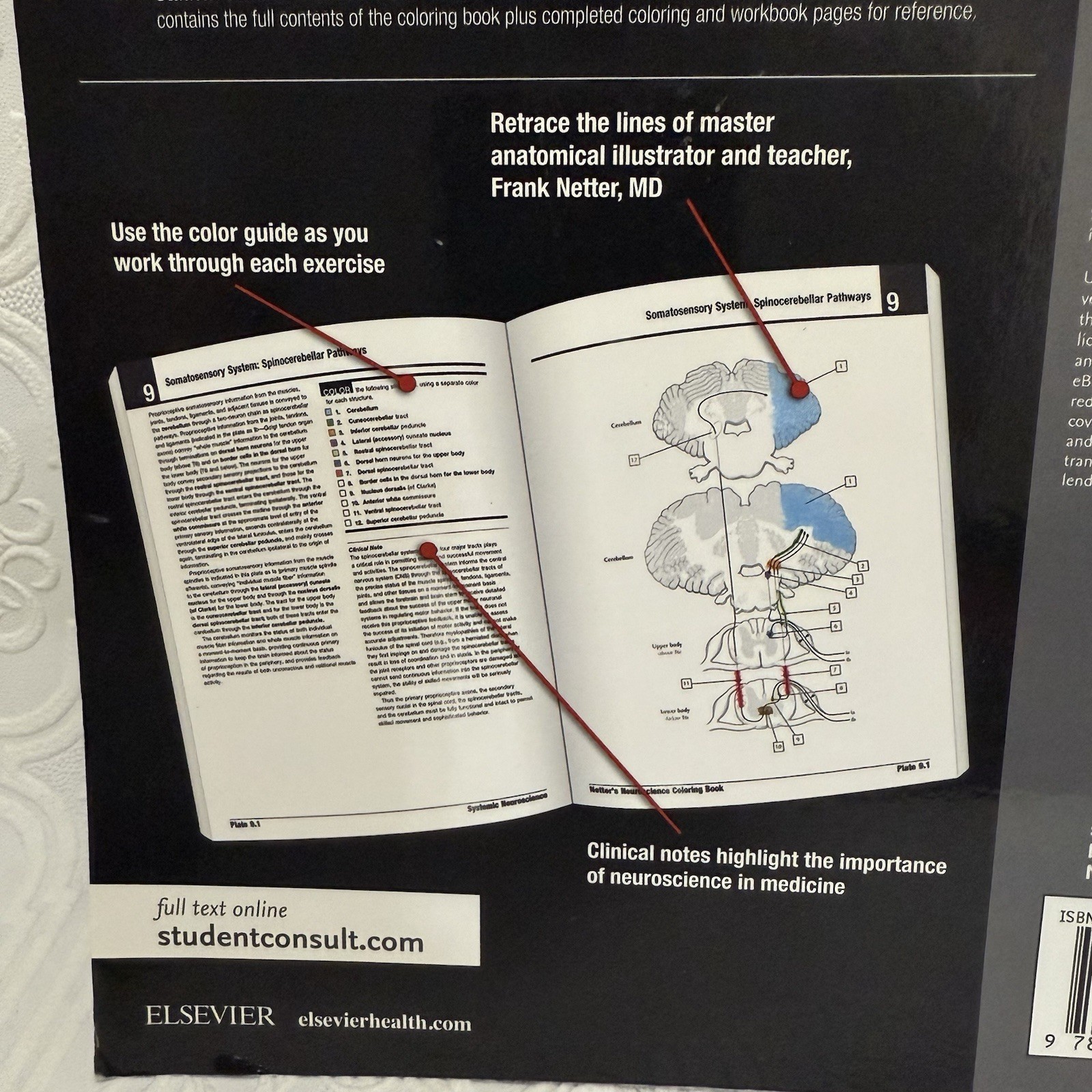 Netter Basic Science Ser.: Netter’s Neuroscience Coloring Book by Mary Summo…