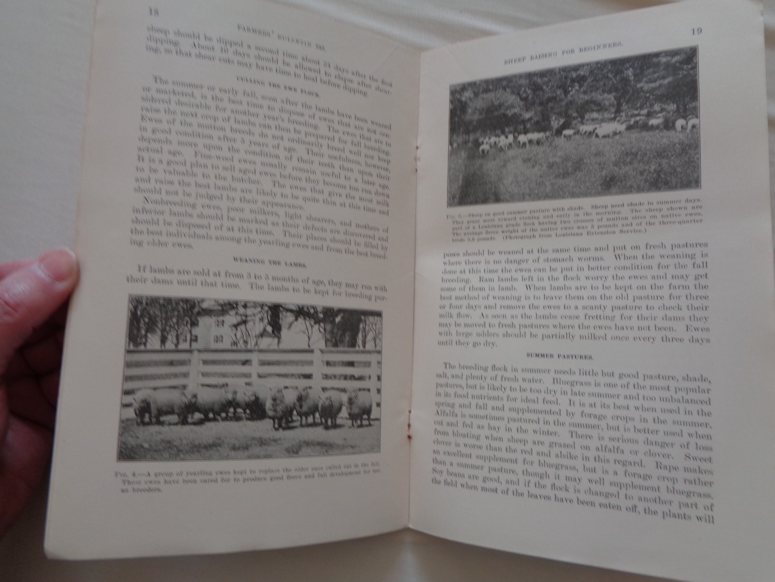 Farm Sheep Raising for Beginners by Marshall Millin 1917 Farmers Bulletin 840 US