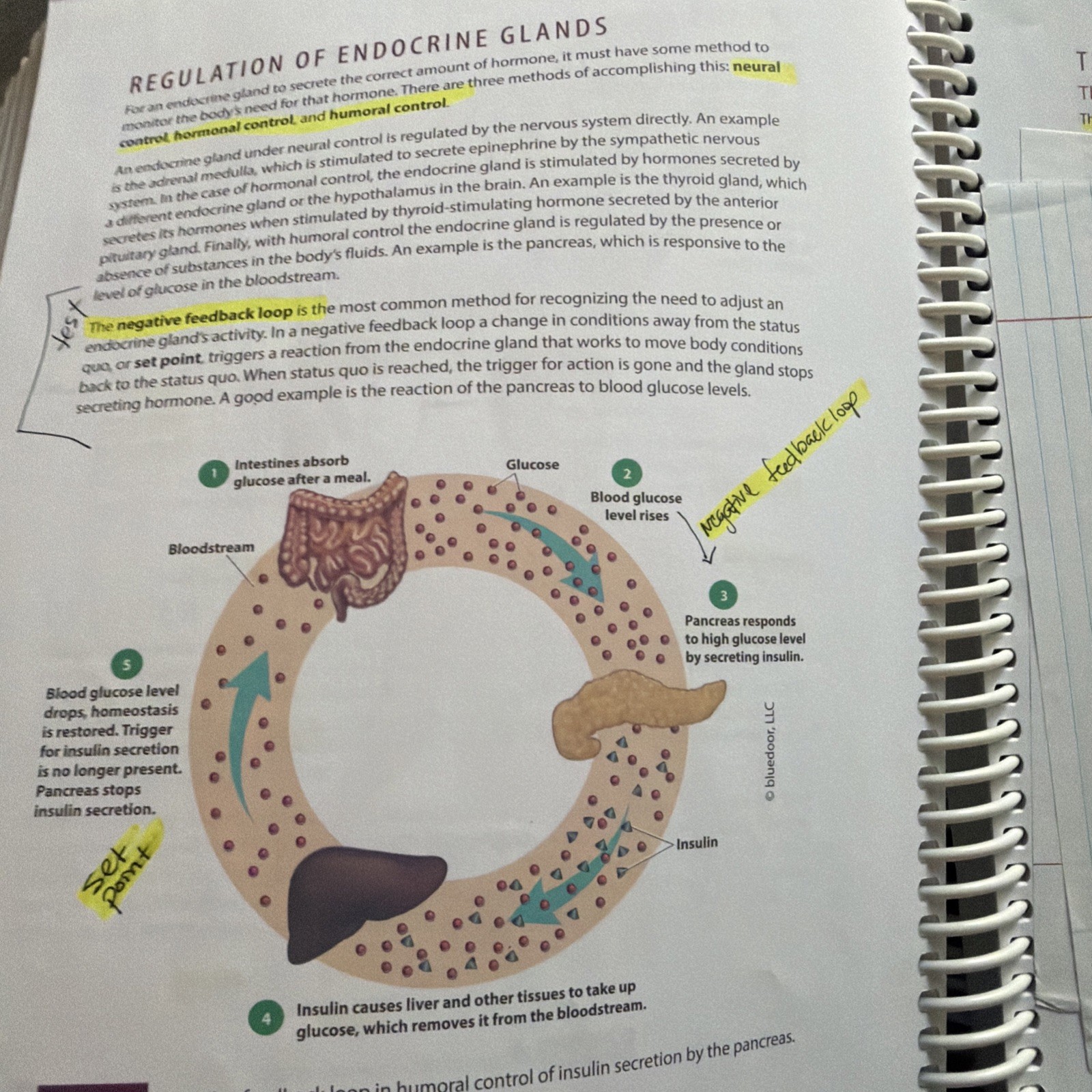 Integrated Anatomy and Physiology – Spiral-bound, by Suzanne S. Frucht