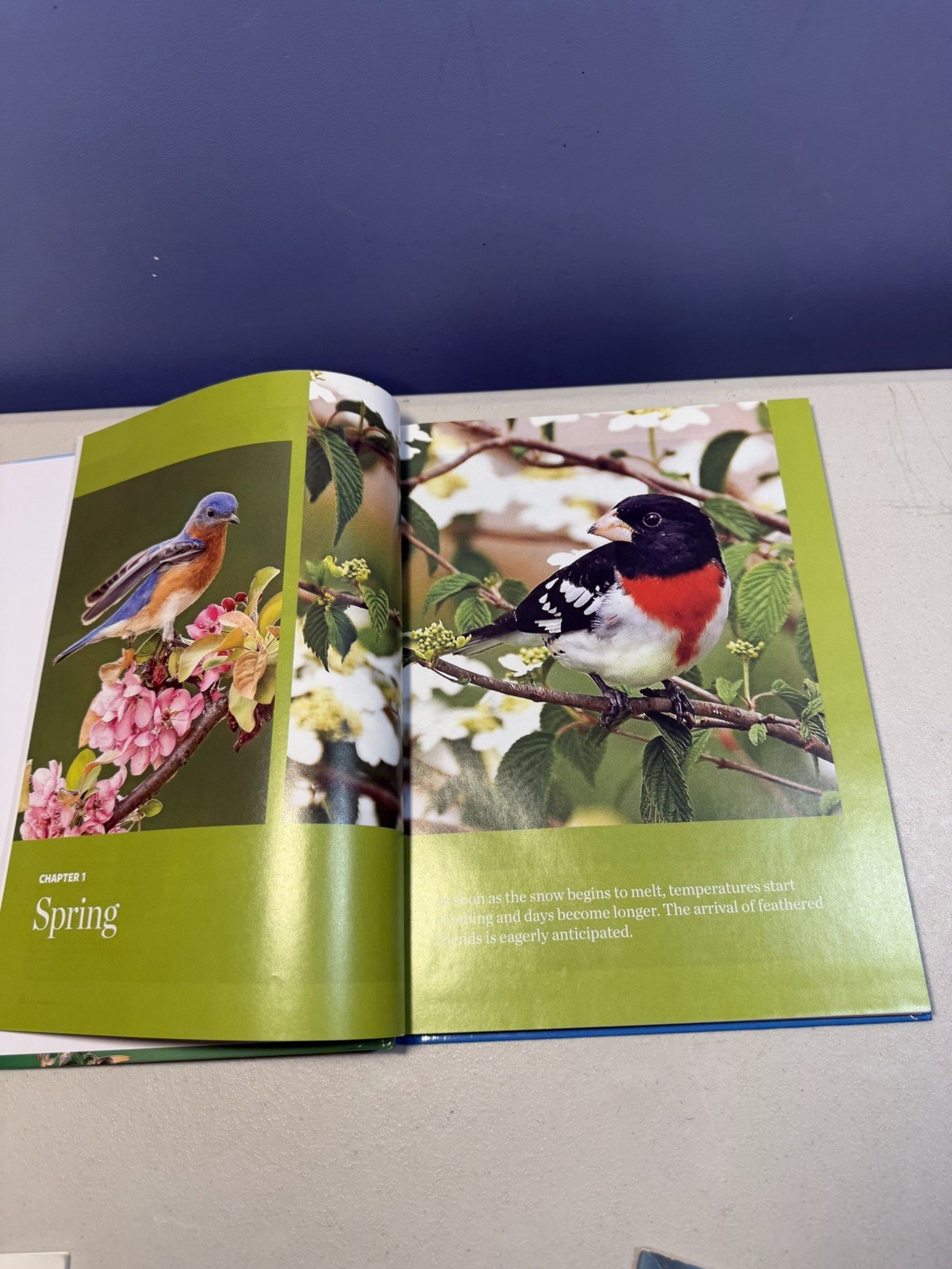 Birds Birds Birds (5): Boreal Birds of North America/Birds in Bloom/Canaries…