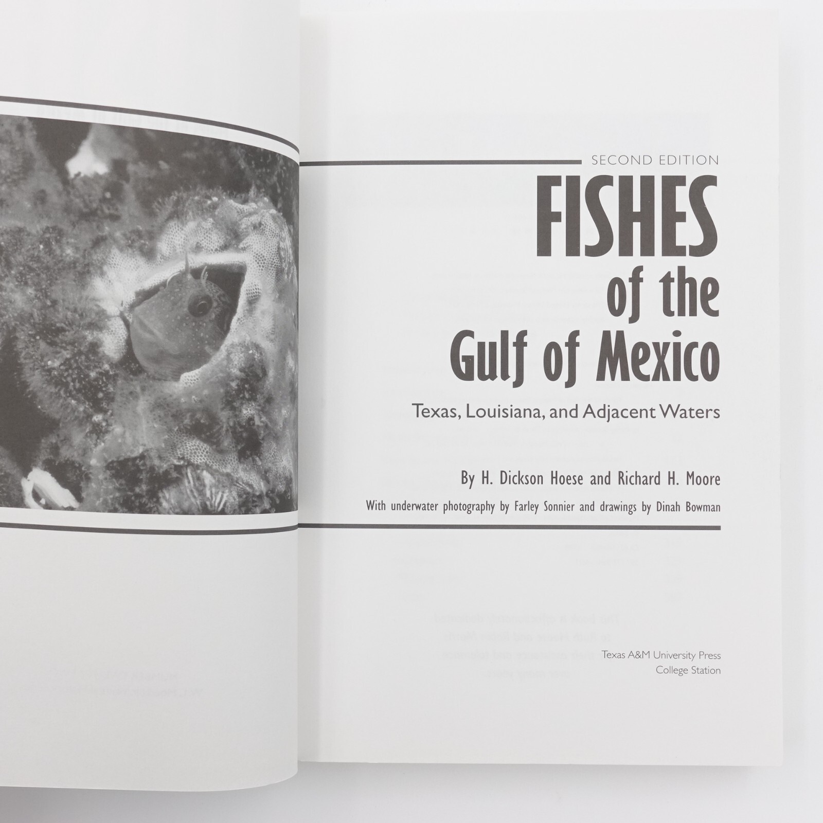 Fishes of the Gulf of Mexico Second Edition Hoese Moore 1998 PB 422 pages LN