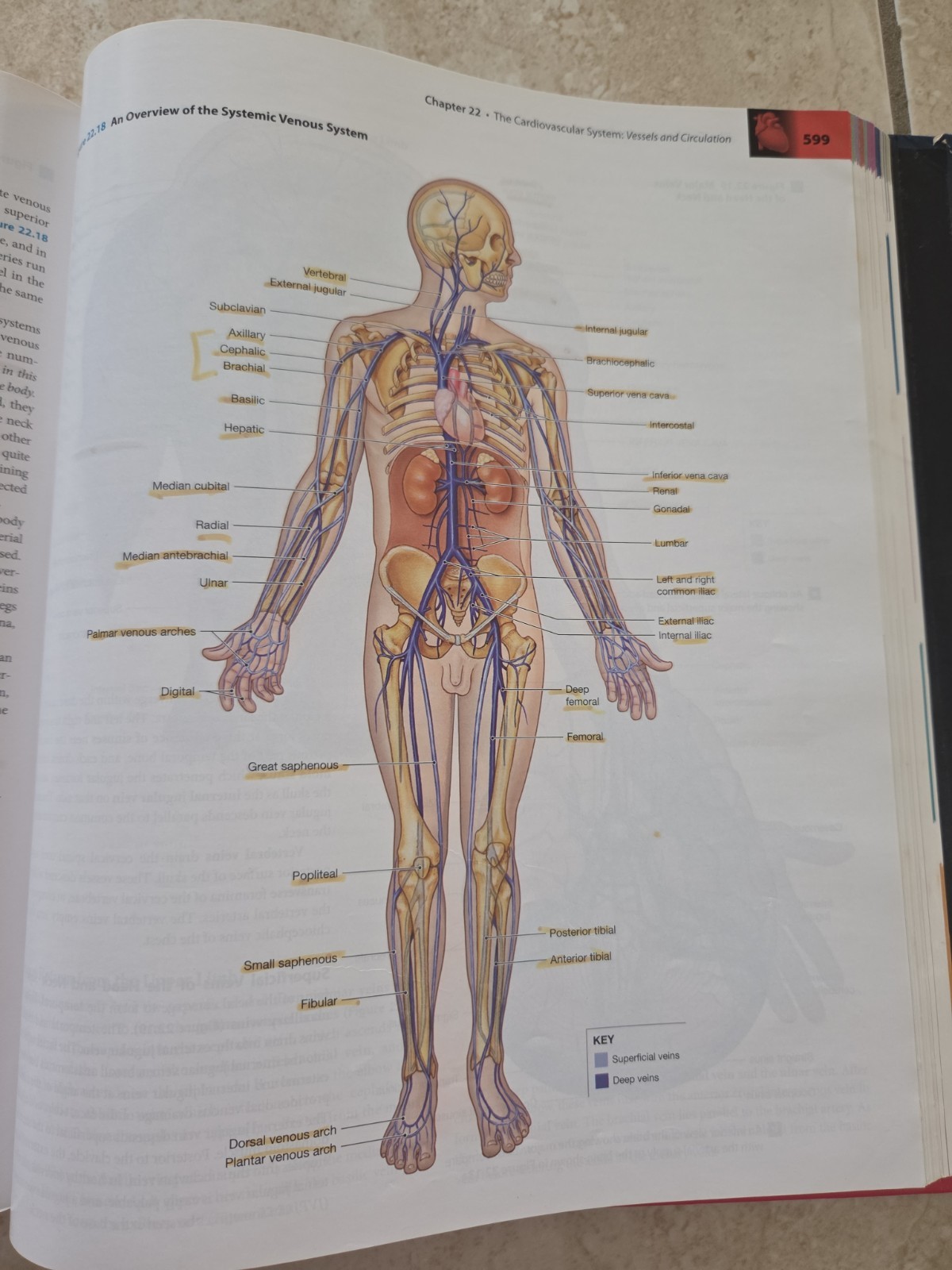 Human Anatomy (8th Edition) – Standalone book – Hardcover – Acceptable