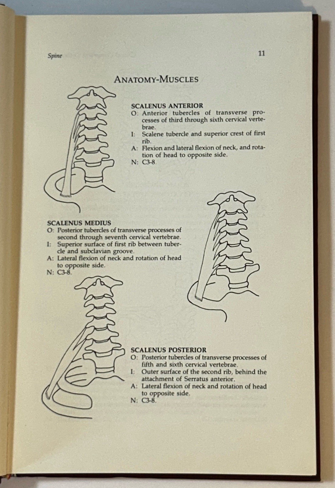 CLINICAL CHIROPRACTIC ORTHOPEDICSKIM D. CHRISTENSEN, D.C.FOOT LEVELERS, INC