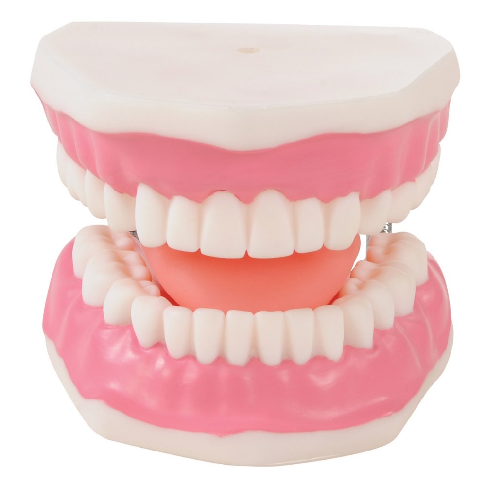 Kaplan Early Learning Healthy Smiles Dental Model