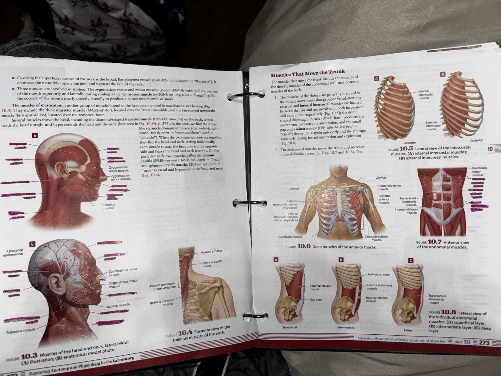 Morton Publishing Exploring Anatomy & Physiology Lab 4th Erin Amerman 2020
