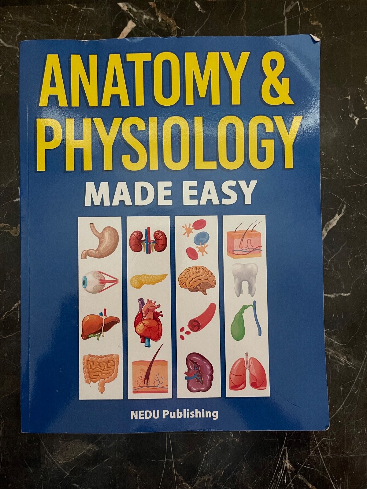 Anatomy & Physiology Made Easy by Nedu (2021, Trade Paperback)
