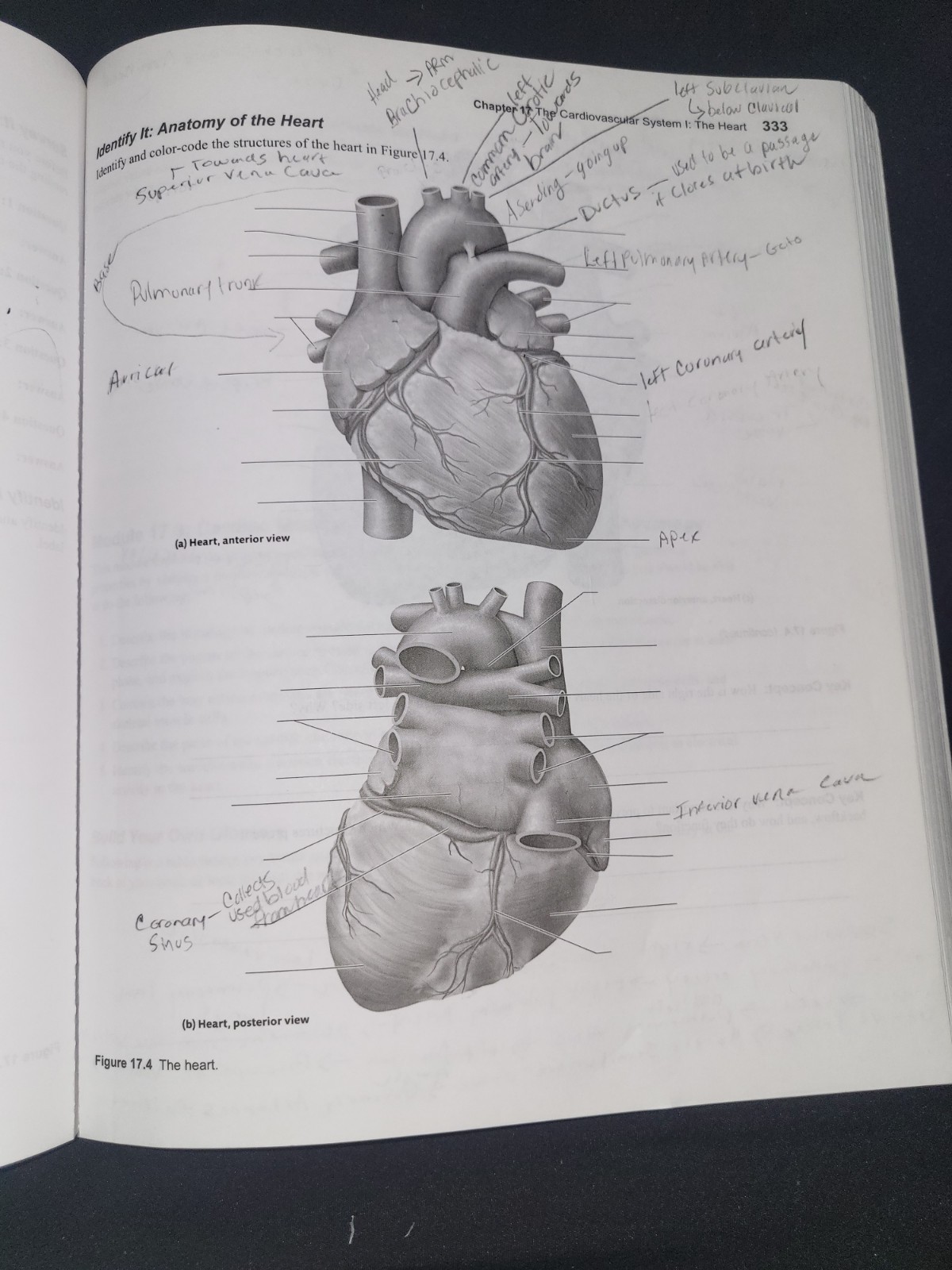 Human Antomy & Physiology Second Edition (Activity Workbook) ERIN C. AMERMAN.