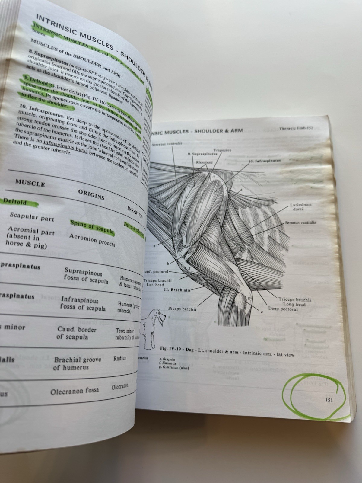 Anatomy of Domestic Animals 7th Edition Pasquini Spurgeon Veterinary Textbook